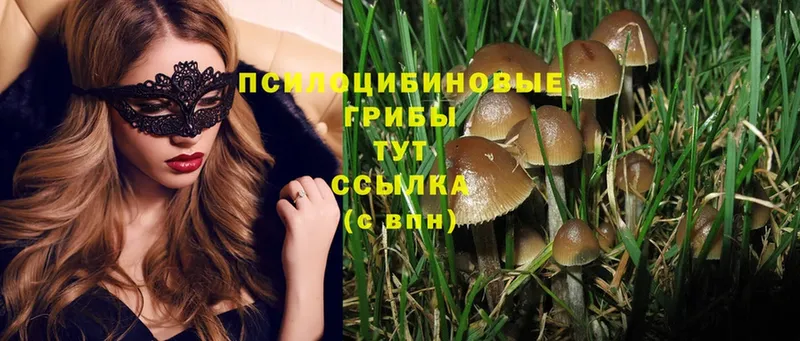 Галлюциногенные грибы MAGIC MUSHROOMS  Зеленоградск 